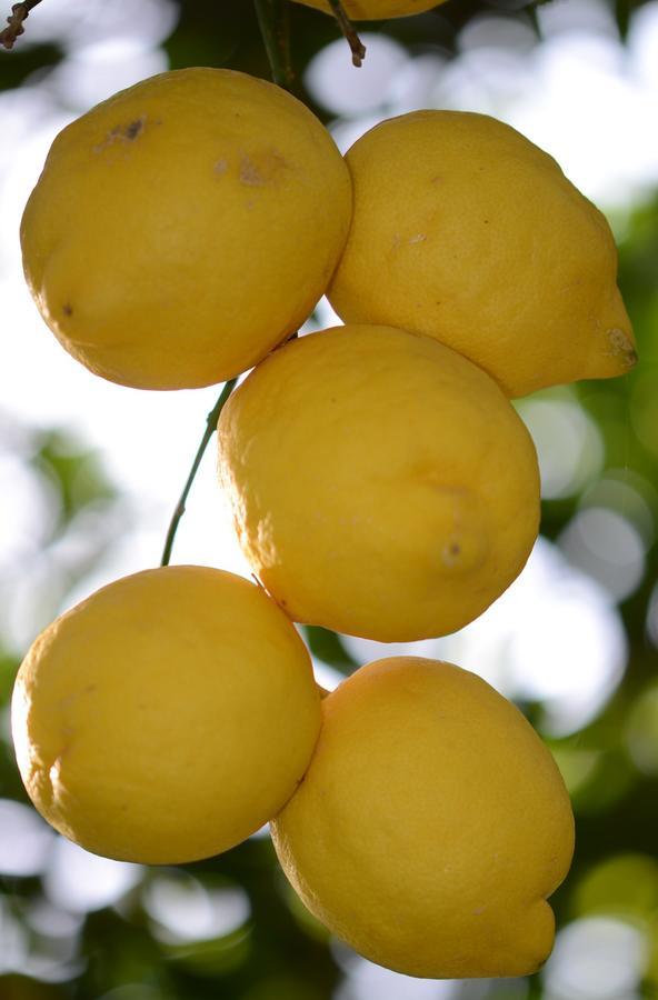 Lemon Garden Boutique Hotel Bozburun Exterior foto